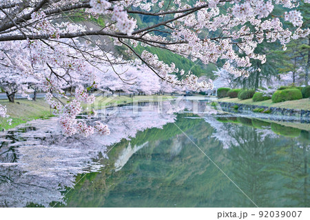 【満開の桜・下北山スポーツ公園 きなりの郷】 奈良県吉野郡下北山村上池原 92039007