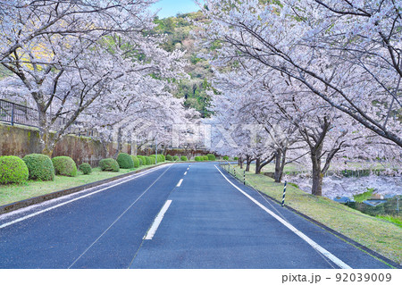 【満開の桜・下北山スポーツ公園 きなりの郷】 奈良県吉野郡下北山村上池原 【満開の桜・下北山スポーツ公園 きなりの郷】 奈良県吉野郡下北山村上池原 92039009