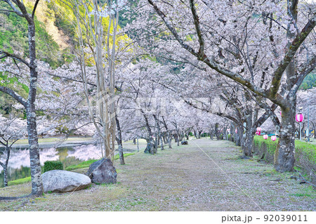【満開の桜・下北山スポーツ公園 きなりの郷】 奈良県吉野郡下北山村上池原 92039011