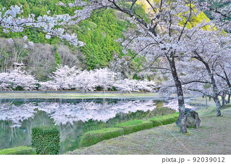 【満開の桜・下北山スポーツ公園 きなりの郷】 奈良県吉野郡下北山村上池原 【満開の桜・下北山スポーツ公園 きなりの郷】 奈良県吉野郡下北山村上池原 92039012