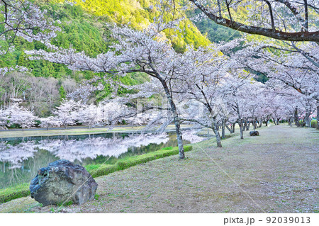 【満開の桜・下北山スポーツ公園 きなりの郷】 奈良県吉野郡下北山村上池原 【満開の桜・下北山スポーツ公園 きなりの郷】 奈良県吉野郡下北山村上池原 92039013