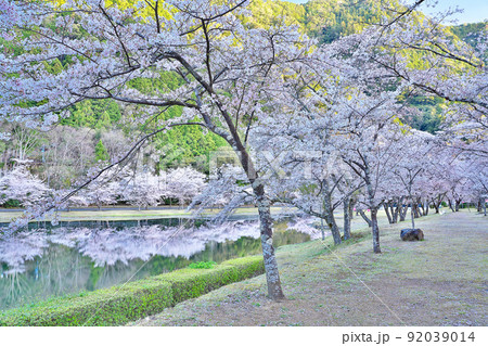 【満開の桜・下北山スポーツ公園 きなりの郷】 奈良県吉野郡下北山村上池原 92039014