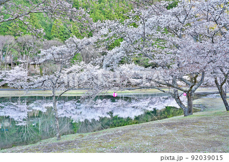 【満開の桜・下北山スポーツ公園 きなりの郷】 奈良県吉野郡下北山村上池原 【満開の桜・下北山スポーツ公園 きなりの郷】 奈良県吉野郡下北山村上池原 92039015