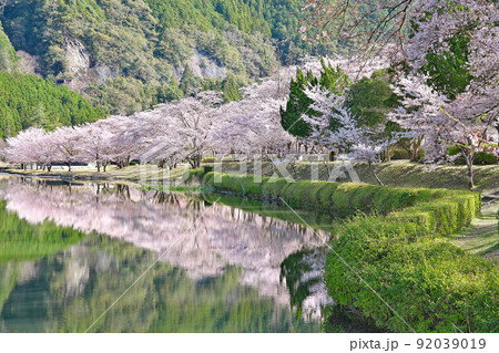 【満開の桜・下北山スポーツ公園 きなりの郷】 奈良県吉野郡下北山村上池原 92039019
