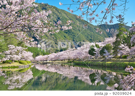 【満開の桜・下北山スポーツ公園 きなりの郷】 奈良県吉野郡下北山村上池原 【満開の桜・下北山スポーツ公園 きなりの郷】 奈良県吉野郡下北山村上池原 92039024