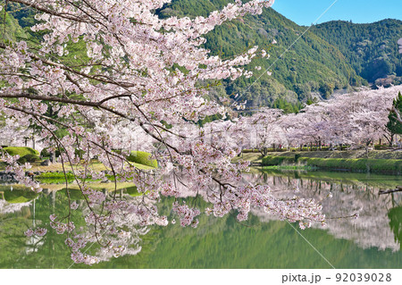 【満開の桜・下北山スポーツ公園 きなりの郷】 奈良県吉野郡下北山村上池原 【満開の桜・下北山スポーツ公園 きなりの郷】 奈良県吉野郡下北山村上池原 92039028