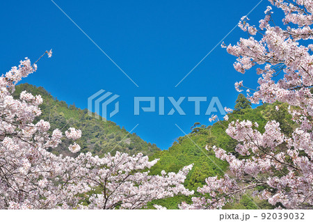 【満開の桜・下北山スポーツ公園 きなりの郷】 奈良県吉野郡下北山村上池原 92039032