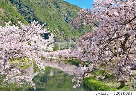 【満開の桜・下北山スポーツ公園 きなりの郷】 奈良県吉野郡下北山村上池原 92039033