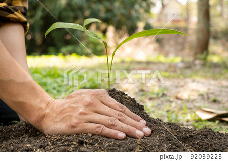 The young man's hands are planting young seedlings on fertile ground, taking care of growing plants. World environment day concept, protecting nature The young man's hands are planting young seedlings on fertile ground, taking care of growing plants. World environment day concept, protecting nature 92039223