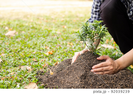 The young man's hands are planting young seedlings on fertile ground, taking care of growing plants. World environment day concept, protecting nature The young man's hands are planting young seedlings on fertile ground, taking care of growing plants. World environment day concept, protecting nature 92039239