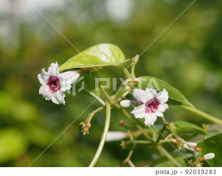 朝日の中の二輪のヤイトバナ（ヘクソカズラの花のクローズアップ） 92039283