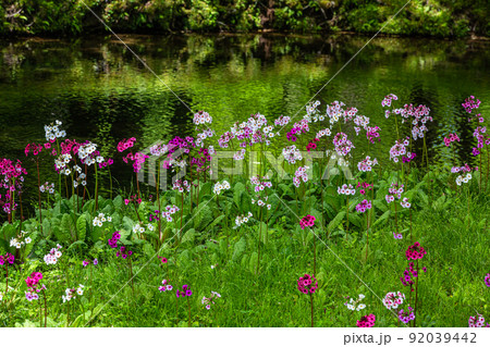 【栃木県・奥日光】千手ヶ浜 中善寺湖畔に咲き誇るクリンソウ 92039442