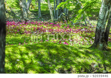 【栃木県・奥日光】千手ヶ浜 中善寺湖畔に咲き誇るクリンソウ 92039446