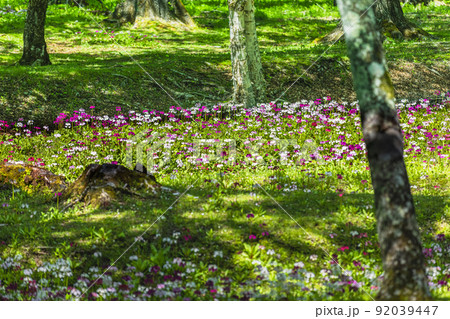 【栃木県・奥日光】千手ヶ浜 中善寺湖畔に咲き誇るクリンソウ 92039447