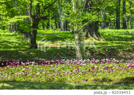 【栃木県・奥日光】千手ヶ浜 中善寺湖畔に咲き誇るクリンソウ 【栃木県・奥日光】千手ヶ浜 中善寺湖畔に咲き誇るクリンソウ 92039451