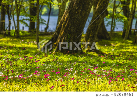 【栃木県・奥日光】千手ヶ浜 中善寺湖畔に咲き誇るクリンソウ 92039461