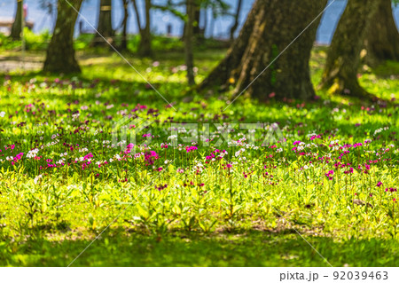 【栃木県・奥日光】千手ヶ浜 中善寺湖畔に咲き誇るクリンソウ 92039463
