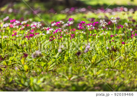 【栃木県・奥日光】千手ヶ浜 中善寺湖畔に咲き誇るクリンソウ 92039466