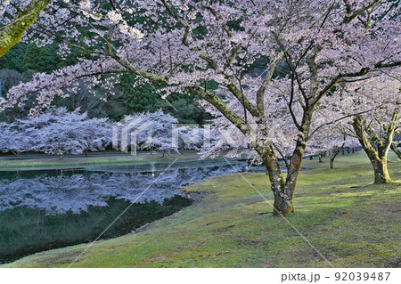 【満開の桜・下北山スポーツ公園 きなりの郷 (夜)】 奈良県吉野郡下北山村上池原 92039487