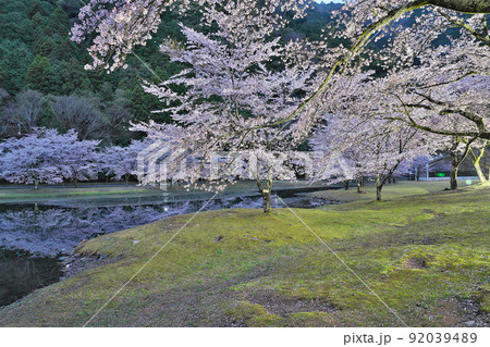 【満開の桜・下北山スポーツ公園 きなりの郷 (夜)】 奈良県吉野郡下北山村上池原 【満開の桜・下北山スポーツ公園 きなりの郷 (夜)】 奈良県吉野郡下北山村上池原 92039489