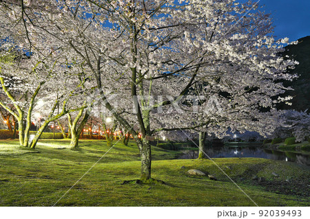 【満開の桜・下北山スポーツ公園 きなりの郷 (夜)】 奈良県吉野郡下北山村上池原 92039493
