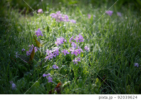 【栃木県・奥日光】千手ヶ浜 中善寺湖畔に咲き誇るサクラソウ 92039624