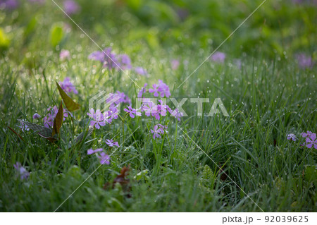 【栃木県・奥日光】千手ヶ浜 中善寺湖畔に咲き誇るサクラソウ 【栃木県・奥日光】千手ヶ浜 中善寺湖畔に咲き誇るサクラソウ 92039625