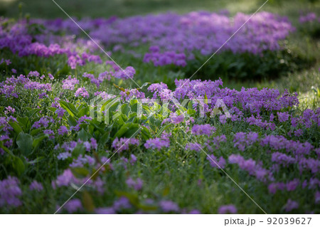 【栃木県・奥日光】千手ヶ浜 中善寺湖畔に咲き誇るサクラソウ 【栃木県・奥日光】千手ヶ浜 中善寺湖畔に咲き誇るサクラソウ 92039627