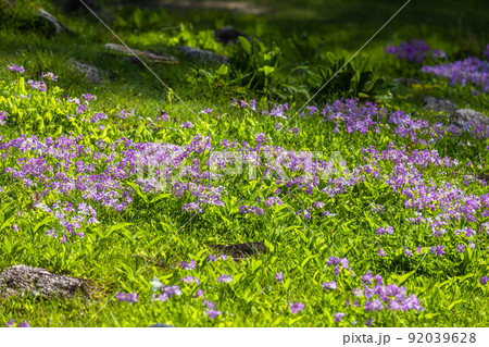 【栃木県・奥日光】千手ヶ浜 中善寺湖畔に咲き誇るサクラソウ 【栃木県・奥日光】千手ヶ浜 中善寺湖畔に咲き誇るサクラソウ 92039628