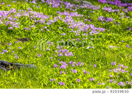 【栃木県・奥日光】千手ヶ浜 中善寺湖畔に咲き誇るサクラソウ 【栃木県・奥日光】千手ヶ浜 中善寺湖畔に咲き誇るサクラソウ 92039630