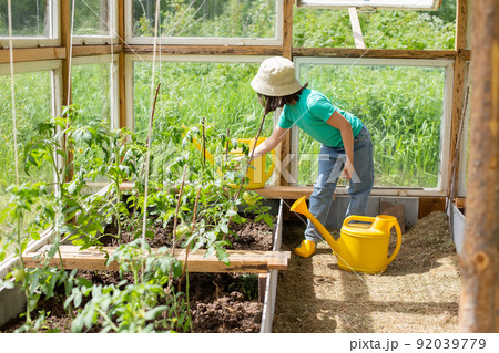 Little girl in a green t-shirt and white panama near tomato bushes in a glass greenhouse in summer Little girl in a green t-shirt and white panama near tomato bushes in a glass greenhouse in summer 92039779