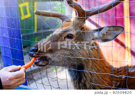 A mans hand feeds a carrot to a brown deer standing in a corral, with a metal mesh, on a farm. 92039820