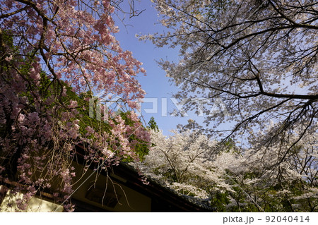 宇陀市 覚恩寺 桜風景青空バック 宇陀市 覚恩寺 桜風景青空バック 92040414
