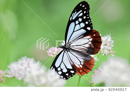 アサギマダラ 92040927