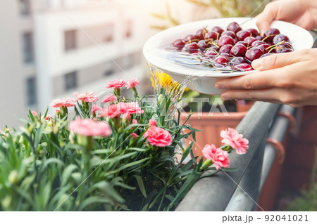 Close-up woman hand watering blooming pink carnation flower pots with water after washing cherry fruit vegetables in bowl home balcony terrace garden. Sustainable efficient water usage reduce concept Close-up woman hand watering blooming pink carnation flower pots with water after washing cherry fruit vegetables in bowl home balcony terrace garden. Sustainable efficient water usage reduce concept 92041021