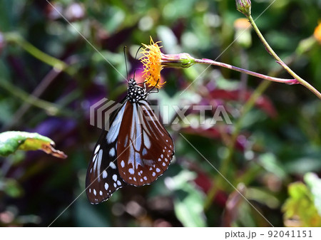 アサギマダラ 92041151
