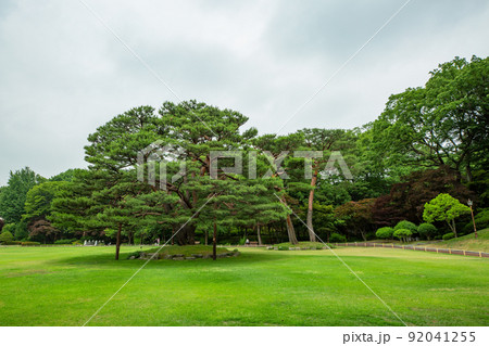 青瓦台 松 芝生 92041255