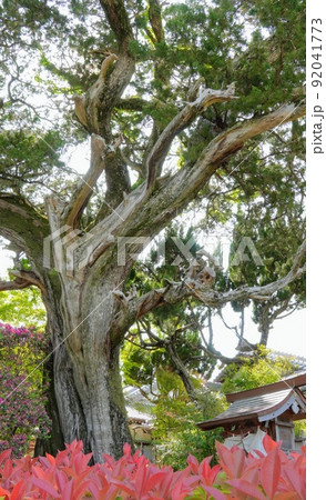 円満寺の境内2【香川県小豆郡土庄町黒岩】 92041773