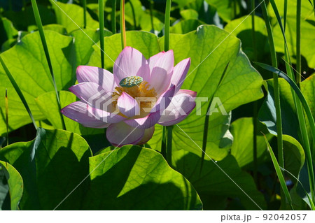 朝のハス 92042057