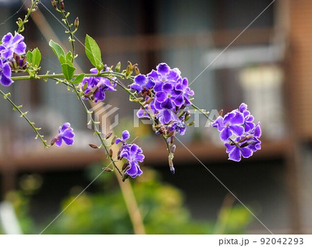 青紫色のデュランタ宝塚 （川辺のタイワンレンギョウ） 92042293