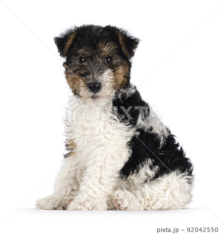 Fox Terrier pup on white background Fox Terrier pup on white background 92042550