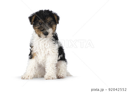 Fox Terrier pup on white background Fox Terrier pup on white background 92042552