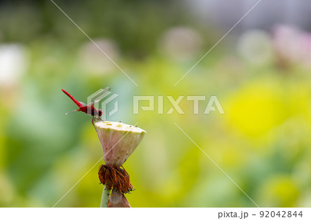 枯れた蓮の花托にとまった赤トンボ 枯れた蓮の花托にとまった赤トンボ 92042844