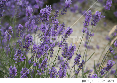 Fresh lavender flowers, purple background Fresh lavender flowers, purple background 92043074