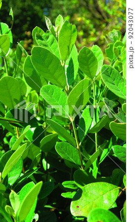 フェイジョアの葉のある風景 92043077