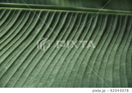 Texture of fresh green banana leaf Texture of fresh green banana leaf 92043078