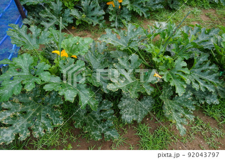 ズッキーニ ズッキーニ 92043797