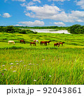 北海道 風景 馬と草原 92043861