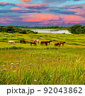 北海道 風景 馬と草原 92043862