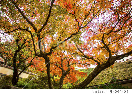 秋 紅葉 彩りある色彩豊か 鮮やかな風景     92044481